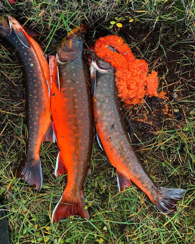 Colorful arctic char.