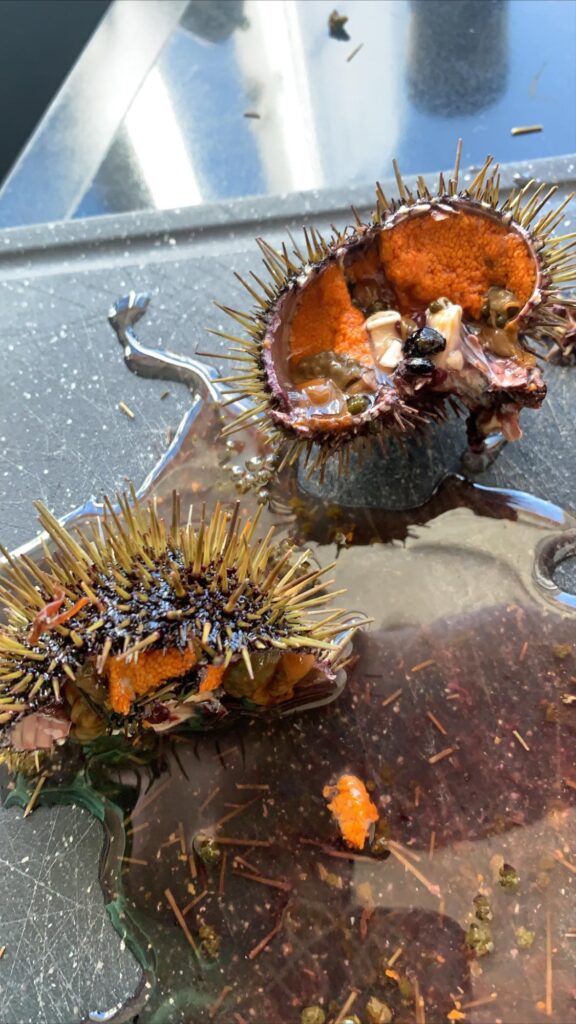 Sea urchin in Greenland.