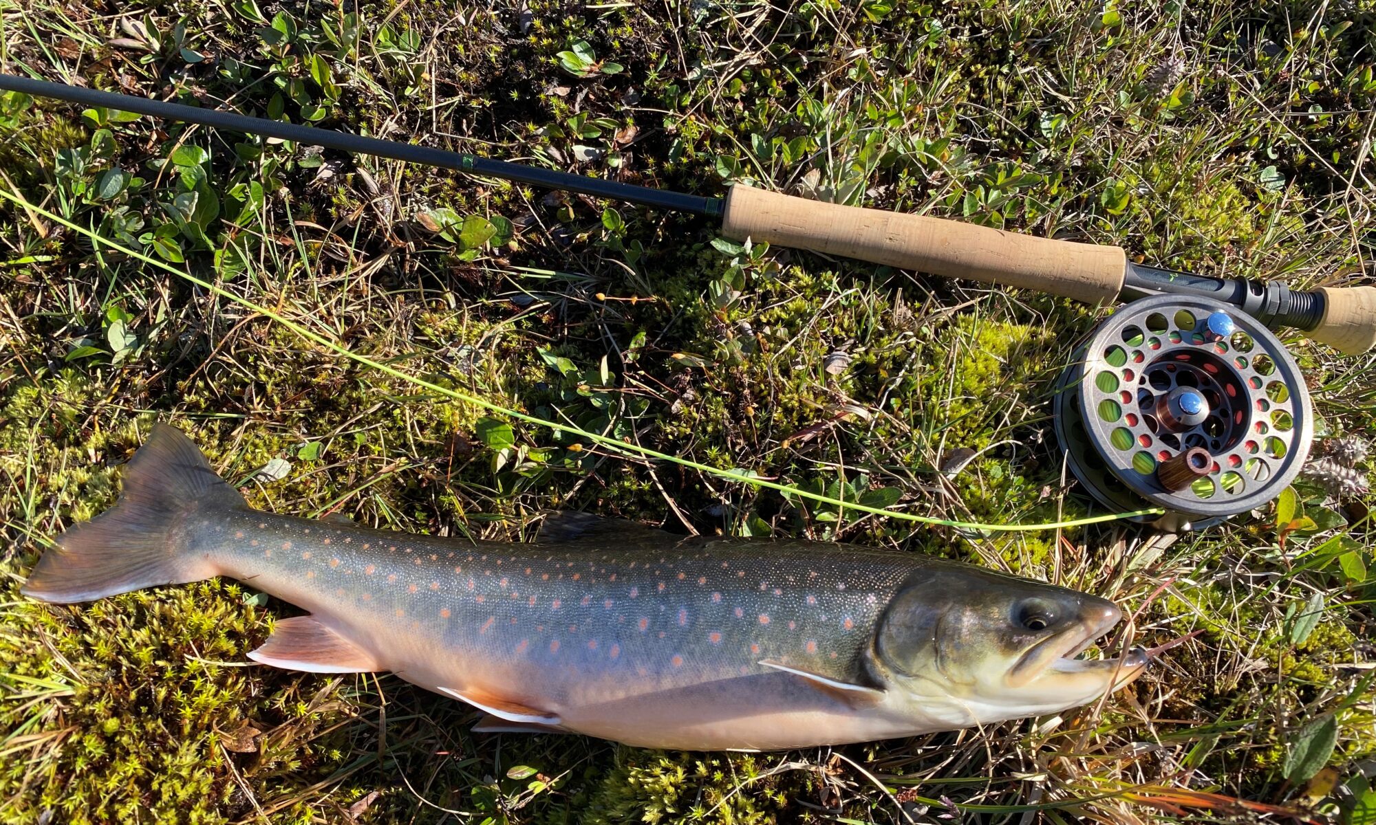 Arctic Char with rod in Greenland. Photo by Andreas Stocker