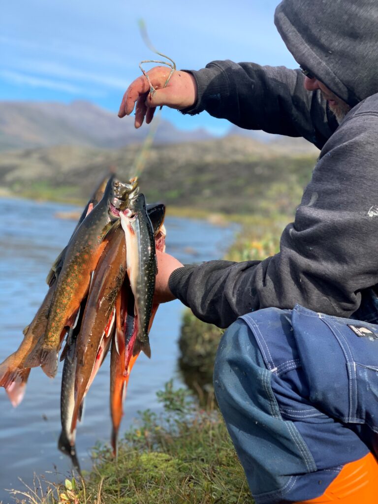 Beautiful Arctic Char caught in Greenland